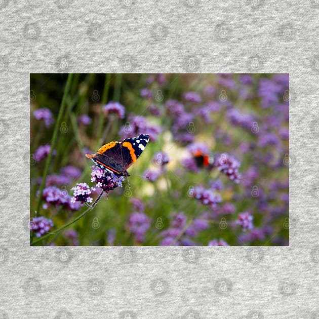 Red Admiral Butterfly by InspiraImage